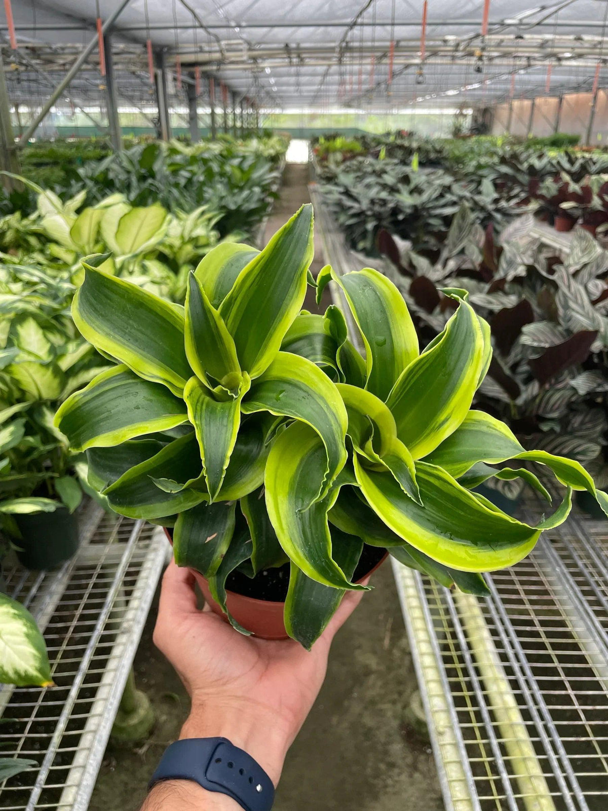 Dracaena 'Tornado' with twisted lime-edged leaves, held in a greenhouse.