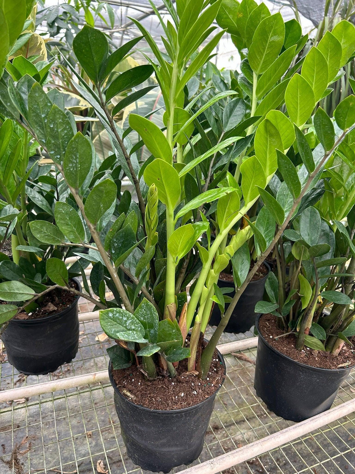 ZZ plants in nursery pots on a greenhouse bench.