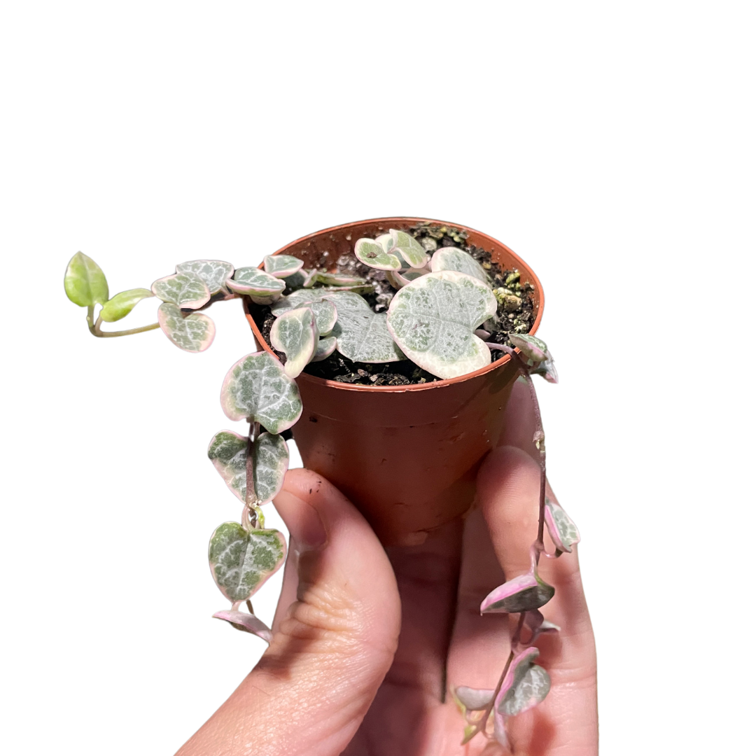 2"-3" Pot