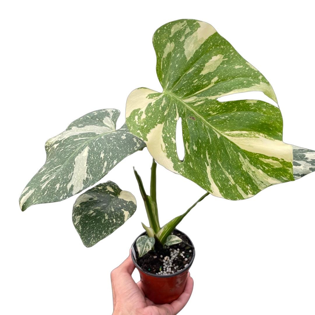 4" Pot