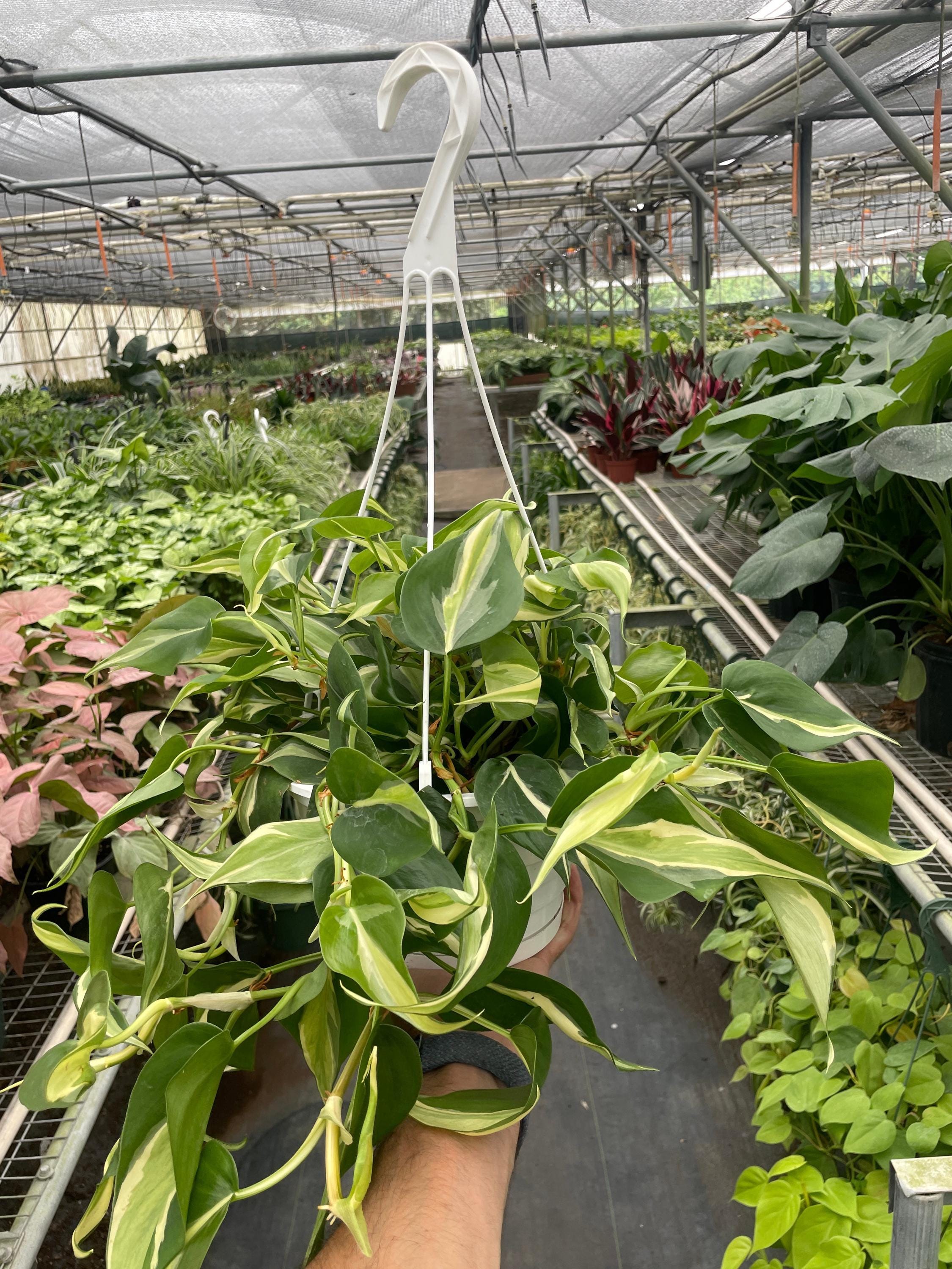 8"-10" Pot