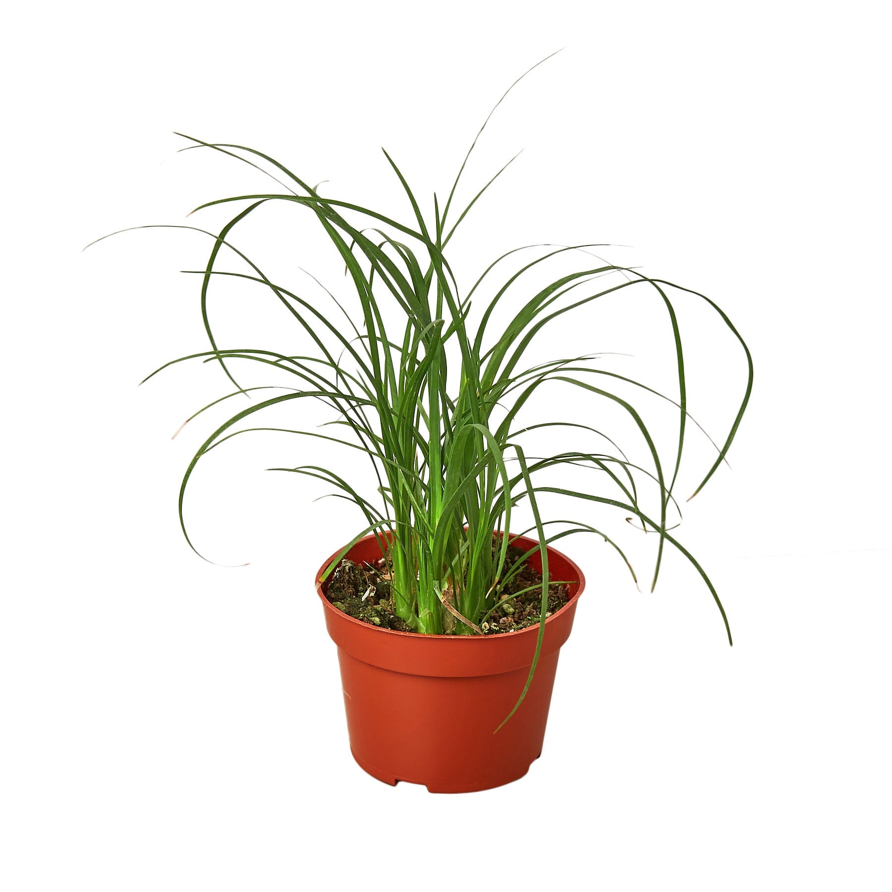 Palm Ponytail - Austin Jungle Co.