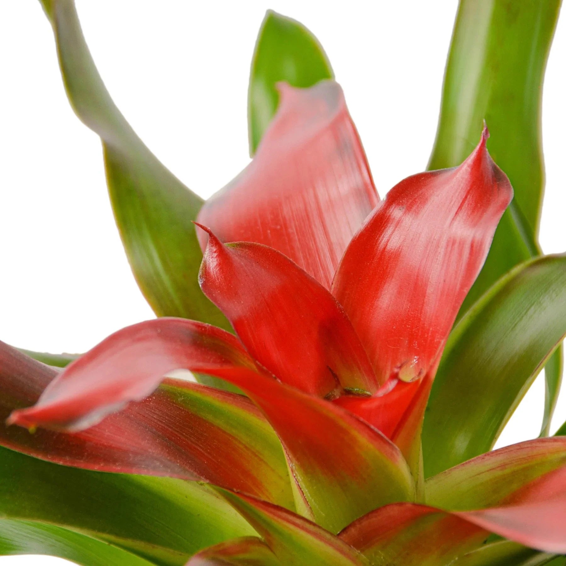 Bromeliad Medusa Default 4" Pot Austin Jungle Co.