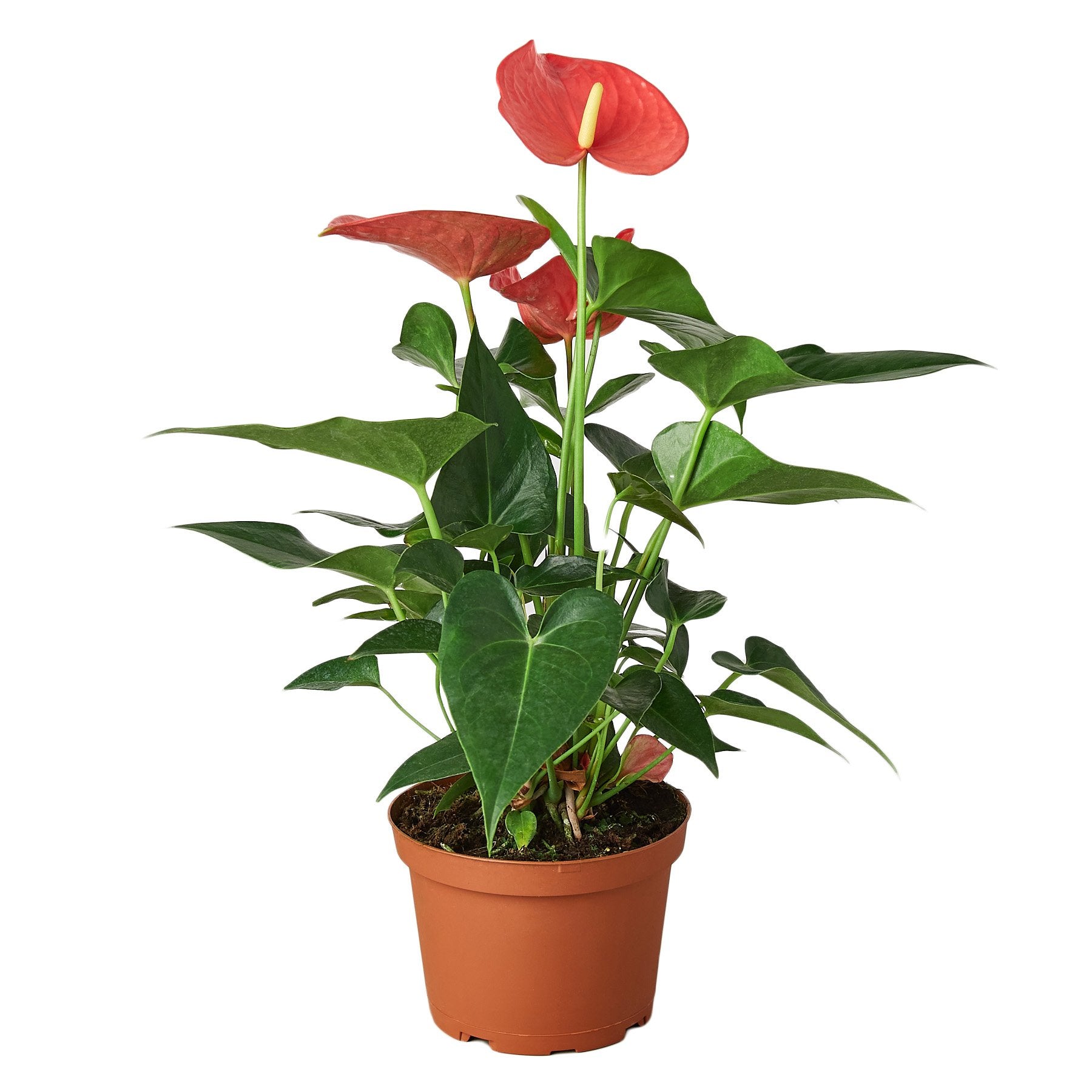 Anthurium 'Pink' - Austin Jungle Co.