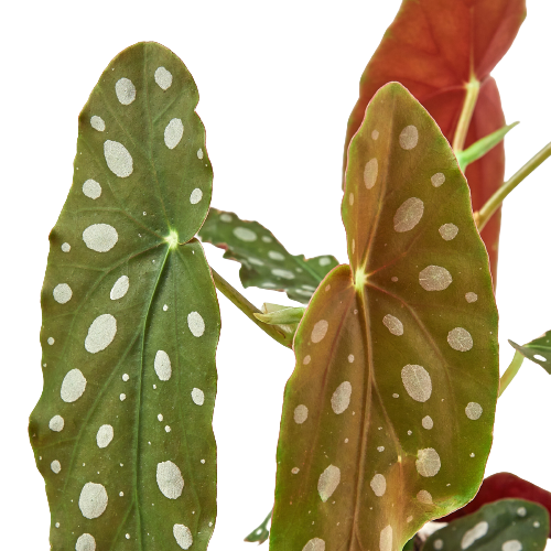 Begonia 'Maculata' - Austin Jungle Co.