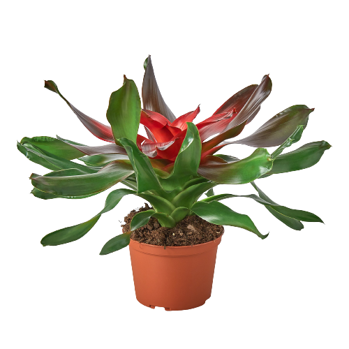 Bromeliad Medusa Default 4" Pot Austin Jungle Co.