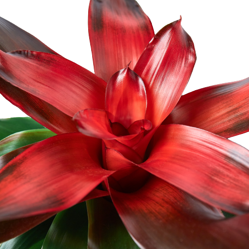 Bromeliad Medusa Default 4" Pot Austin Jungle Co.
