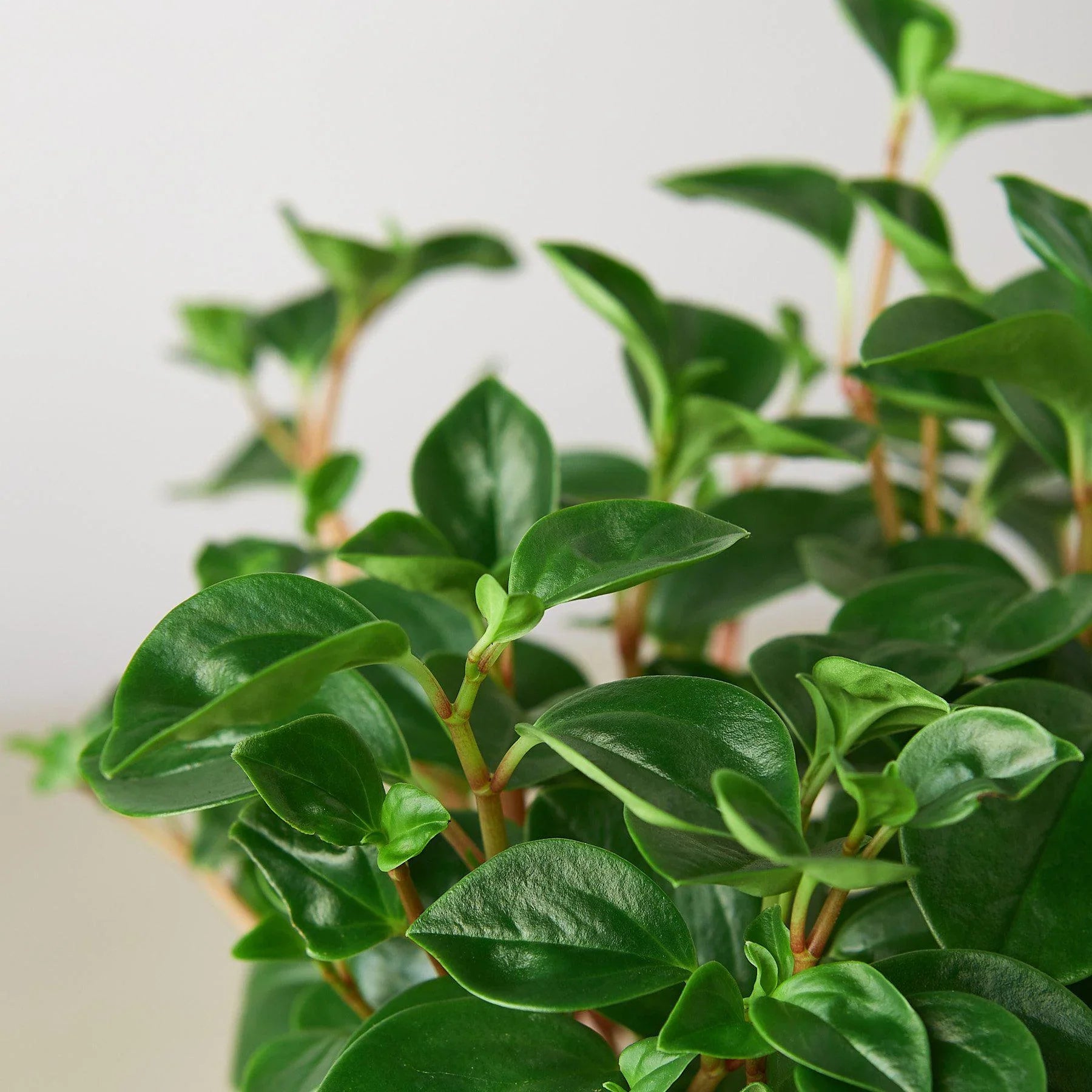 Peperomia 'Glabella' Indoor Plants 3" Pot Austin Jungle Co.