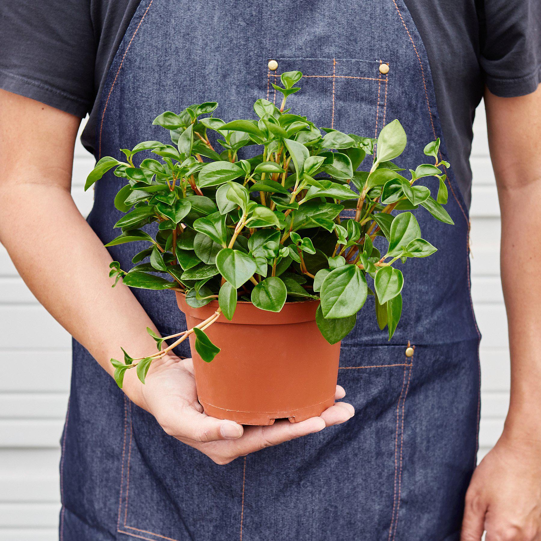 Peperomia 'Glabella' Indoor Plants 3" Pot Austin Jungle Co.