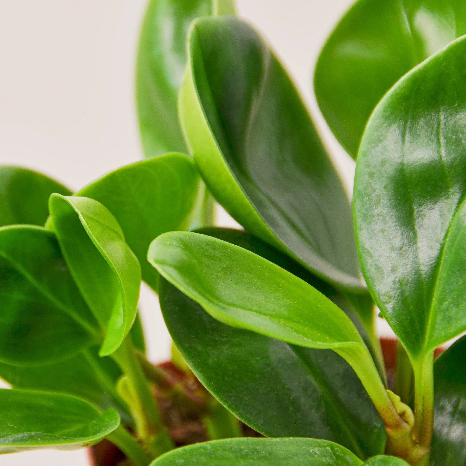 Peperomia Thailand Indoor Plants 3" Pot Austin Jungle Co.
