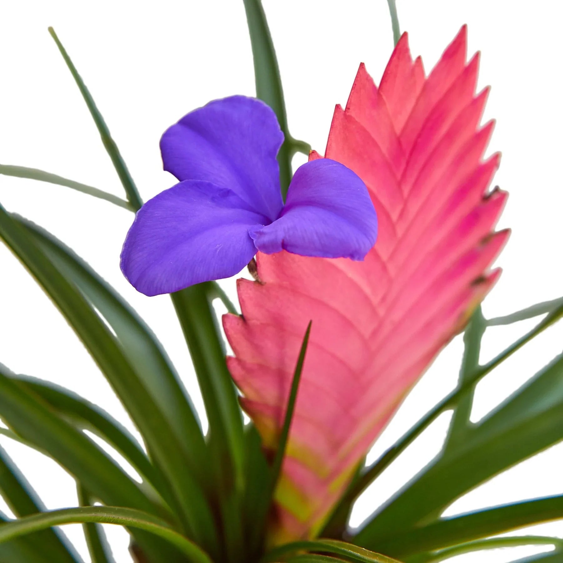 Bromeliad Cyanea 'Pink Quill' Default 4" Pot Austin Jungle Co.