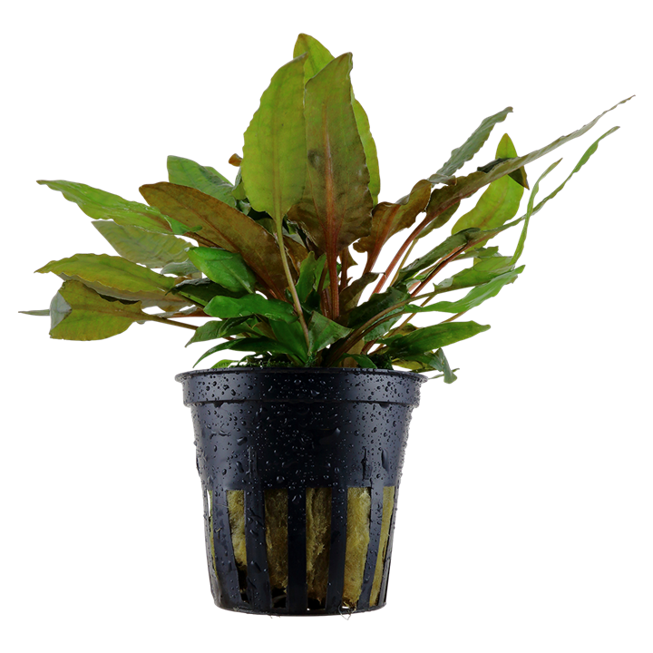 Cryptocoryne 'Tropica' Default Title Austin Jungle Co.