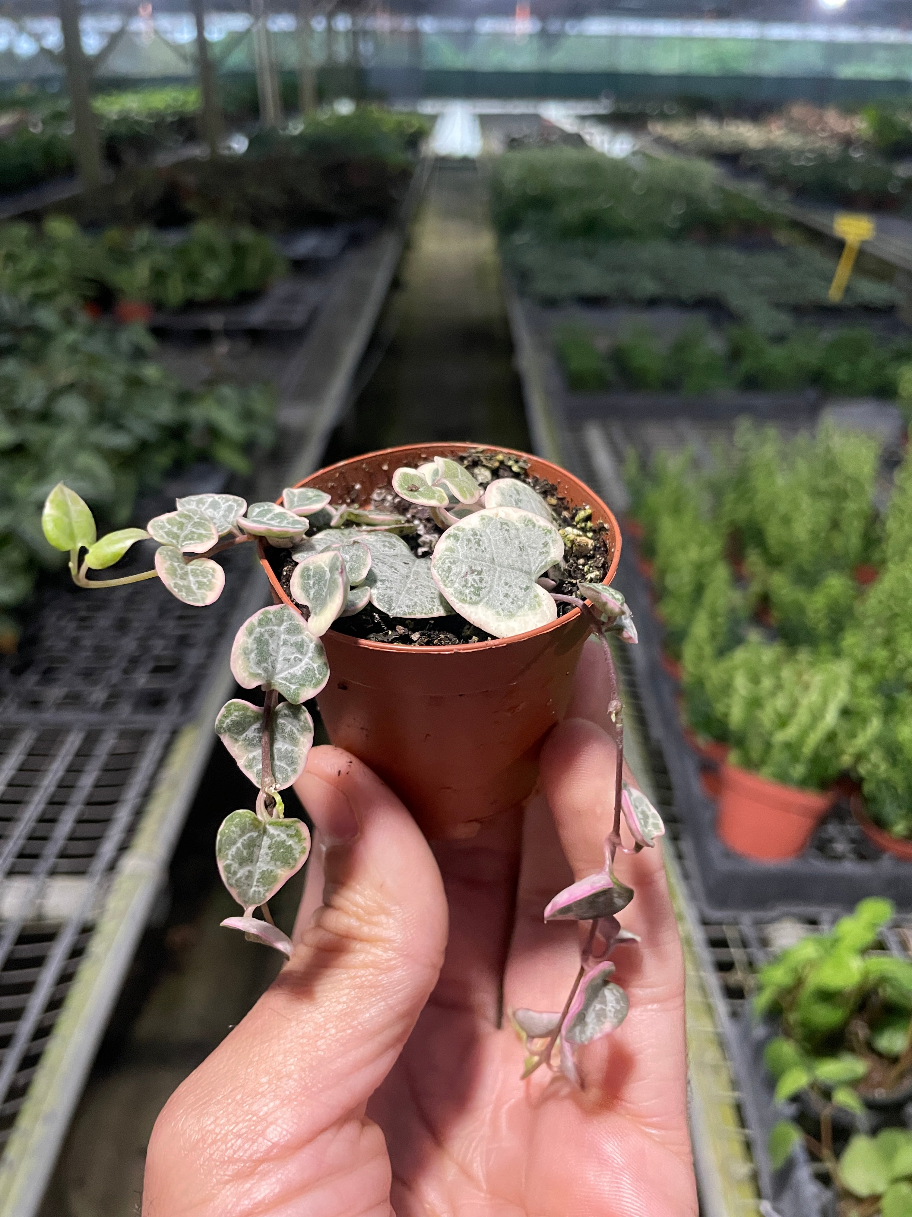 String of Hearts Variegated 2" Pot Austin Jungle Co.