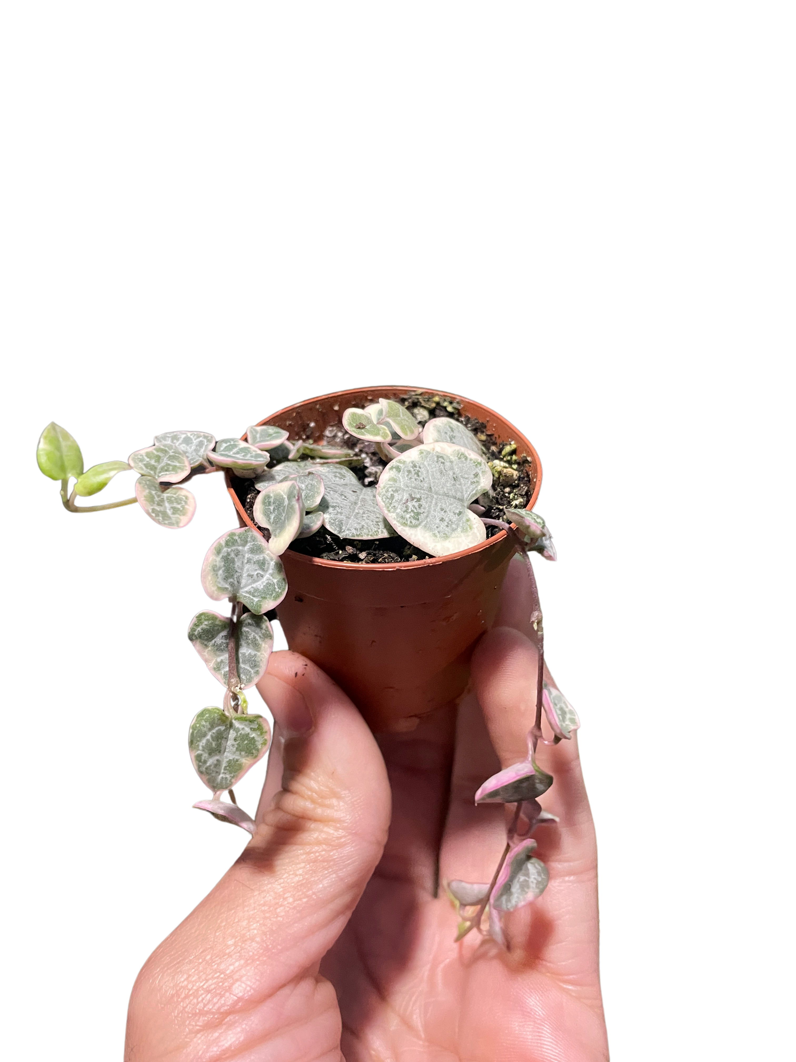 String of Hearts Variegated 2" Pot Austin Jungle Co.