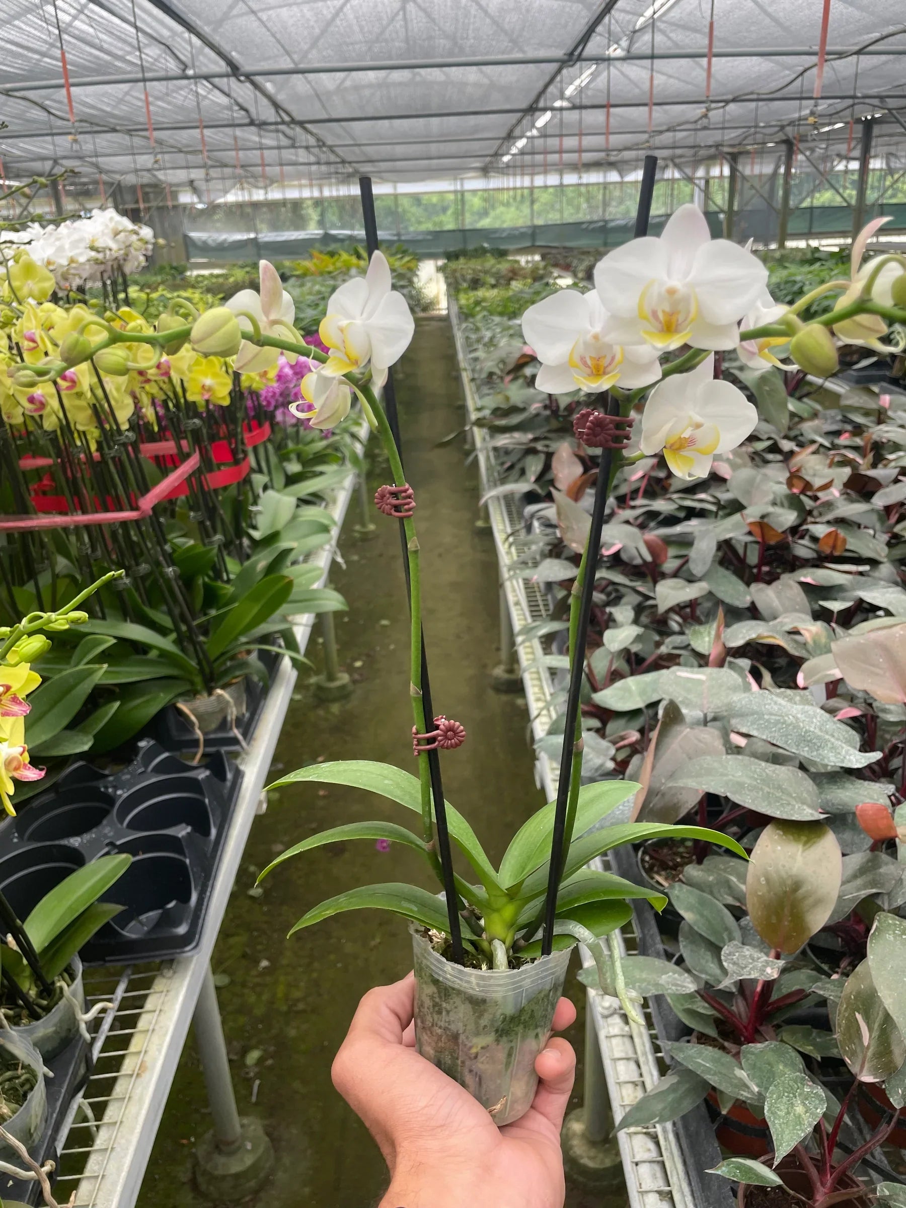 Orchid 'White Phalaenopsis' 4" Pot Austin Jungle Co.