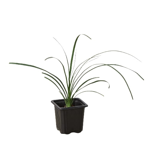 Palm Ponytail Indoor Plants 3" Pot Austin Jungle Co.