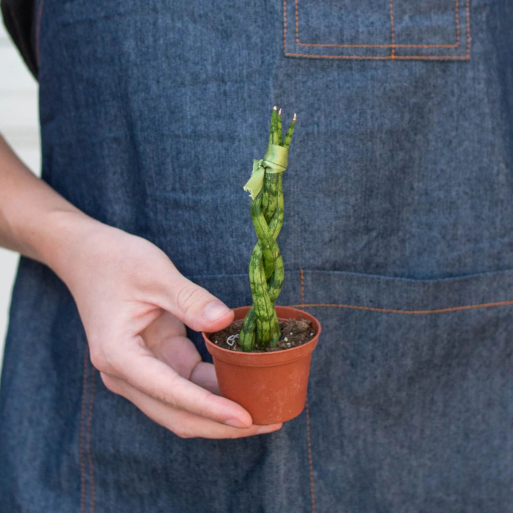 Snake Plant Braided - Austin Jungle Co.