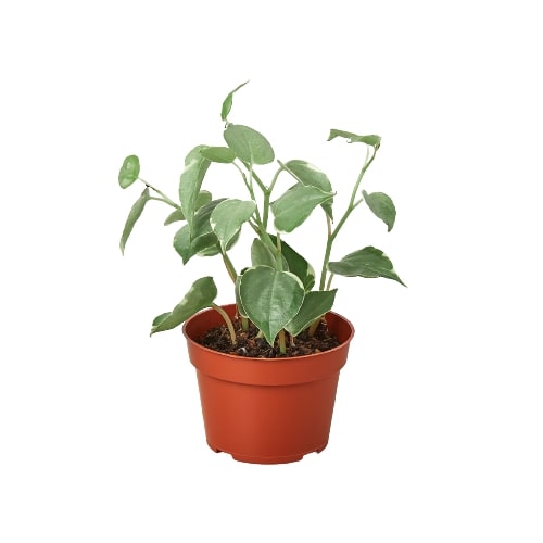 Peperomia 'Cupid' 4" Pot Austin Jungle Co.
