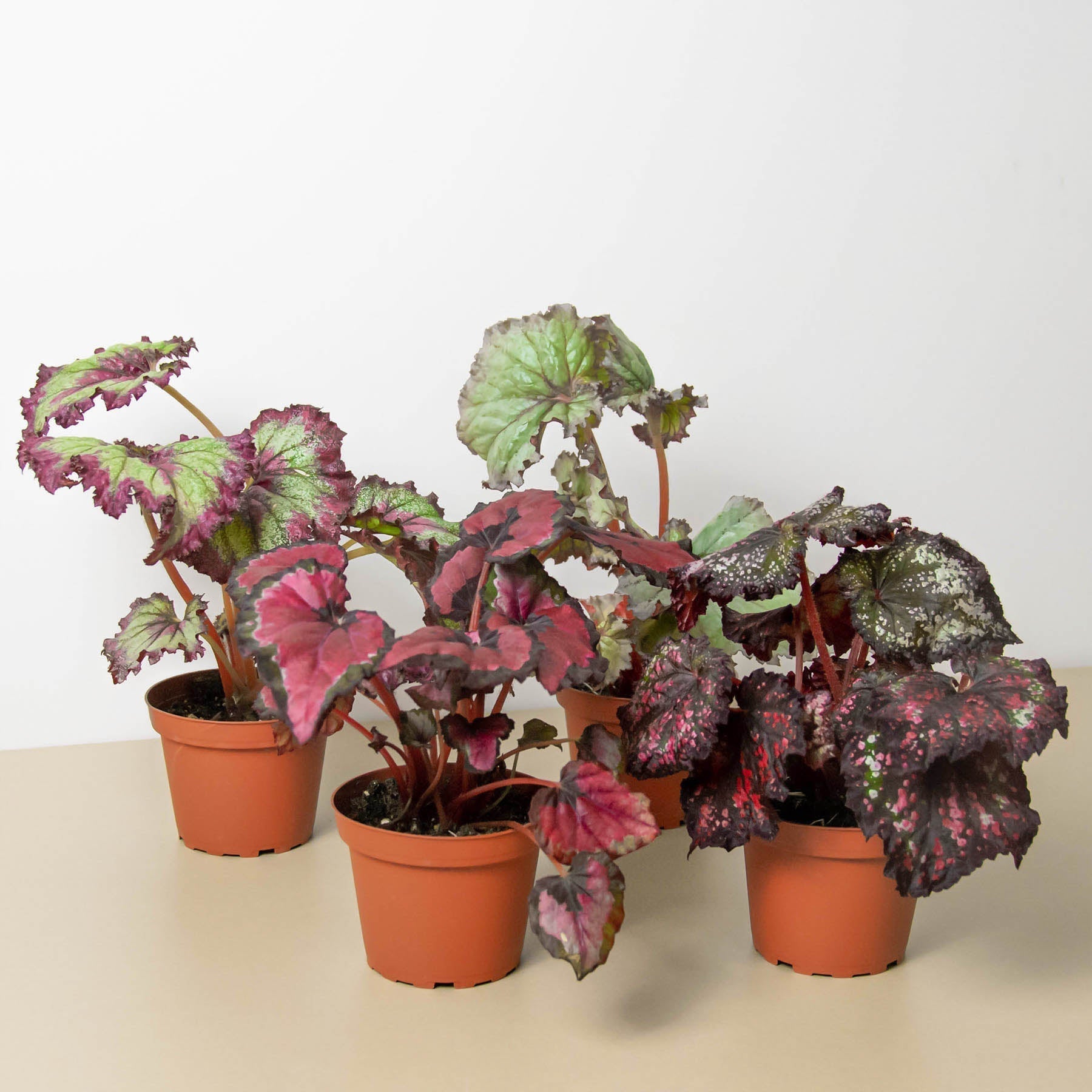Begonia 'Rex' - 4 Pack Variety Indoor Plants 6" Pot Austin Jungle Co.