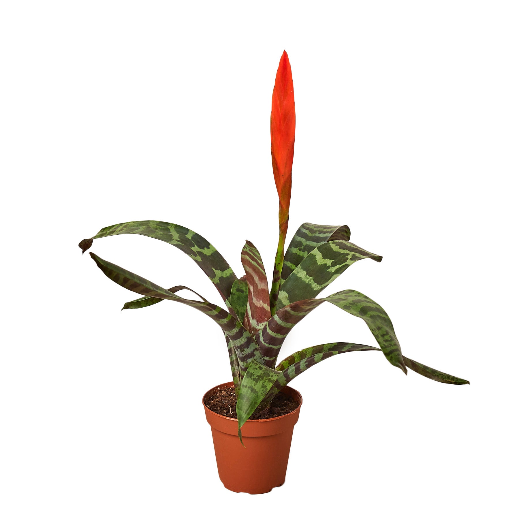Bromeliad Vriesea 'Splenriet' 4" Plant 4" Pot Austin Jungle Co.