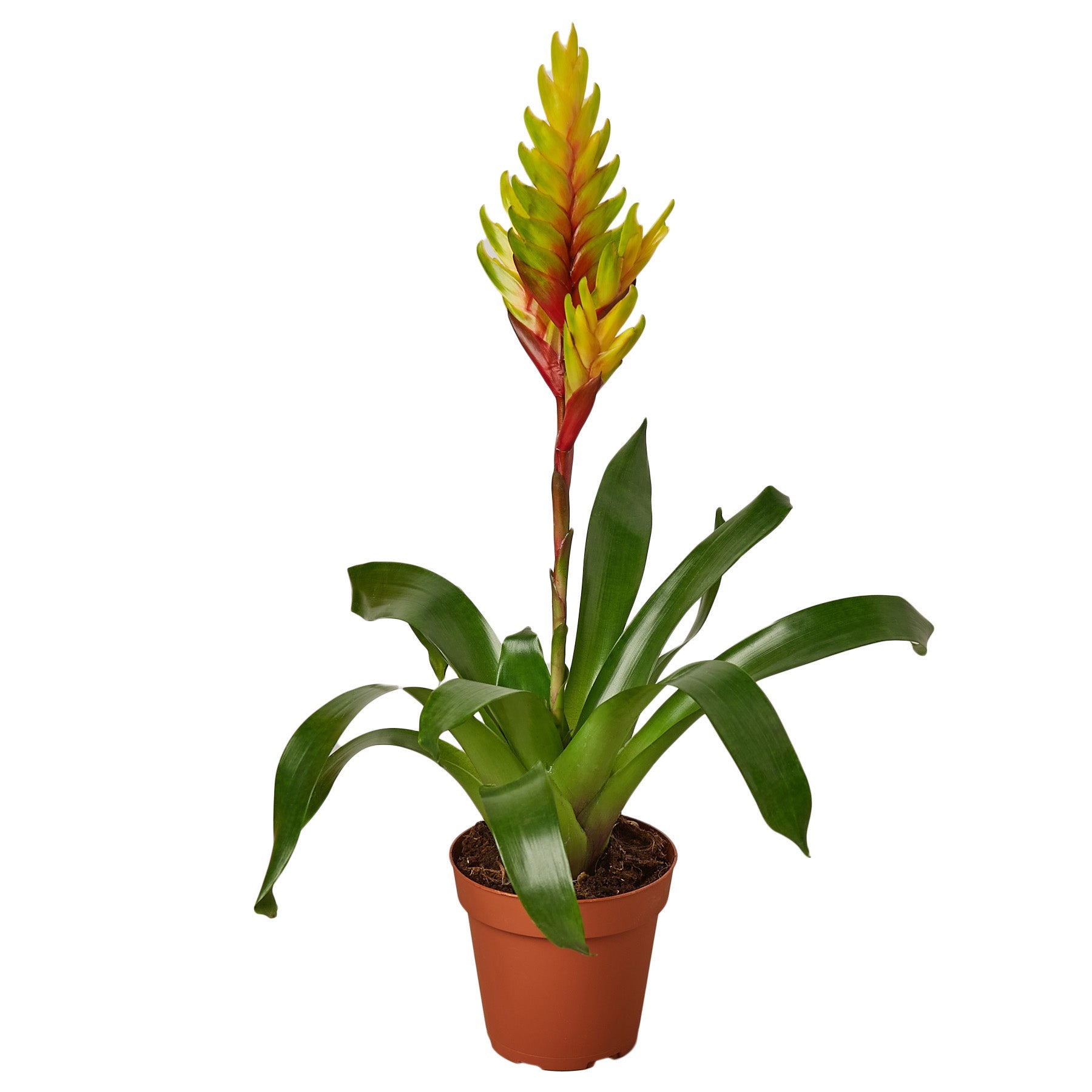 Bromeliad Vriesea 'Energy' 4" Plant 4" Pot Austin Jungle Co.