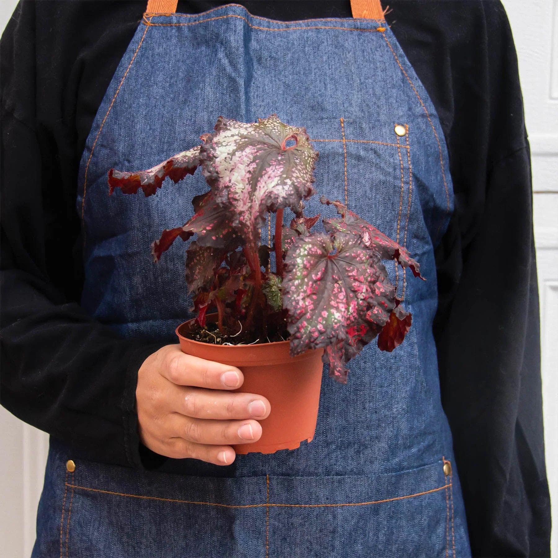 Begonia 'Rex' - 4 Pack Variety Indoor Plants 4" Pot Austin Jungle Co.