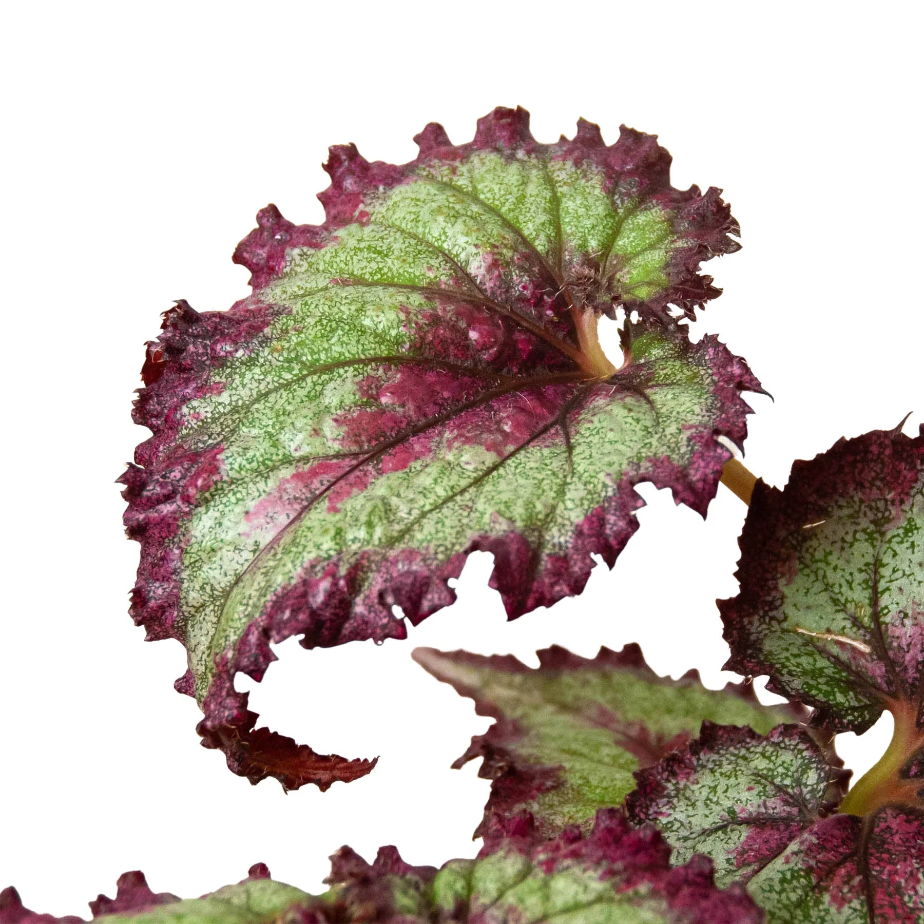 Begonia 'Rex' - 4 Pack Variety Indoor Plants 4" Pot Austin Jungle Co.