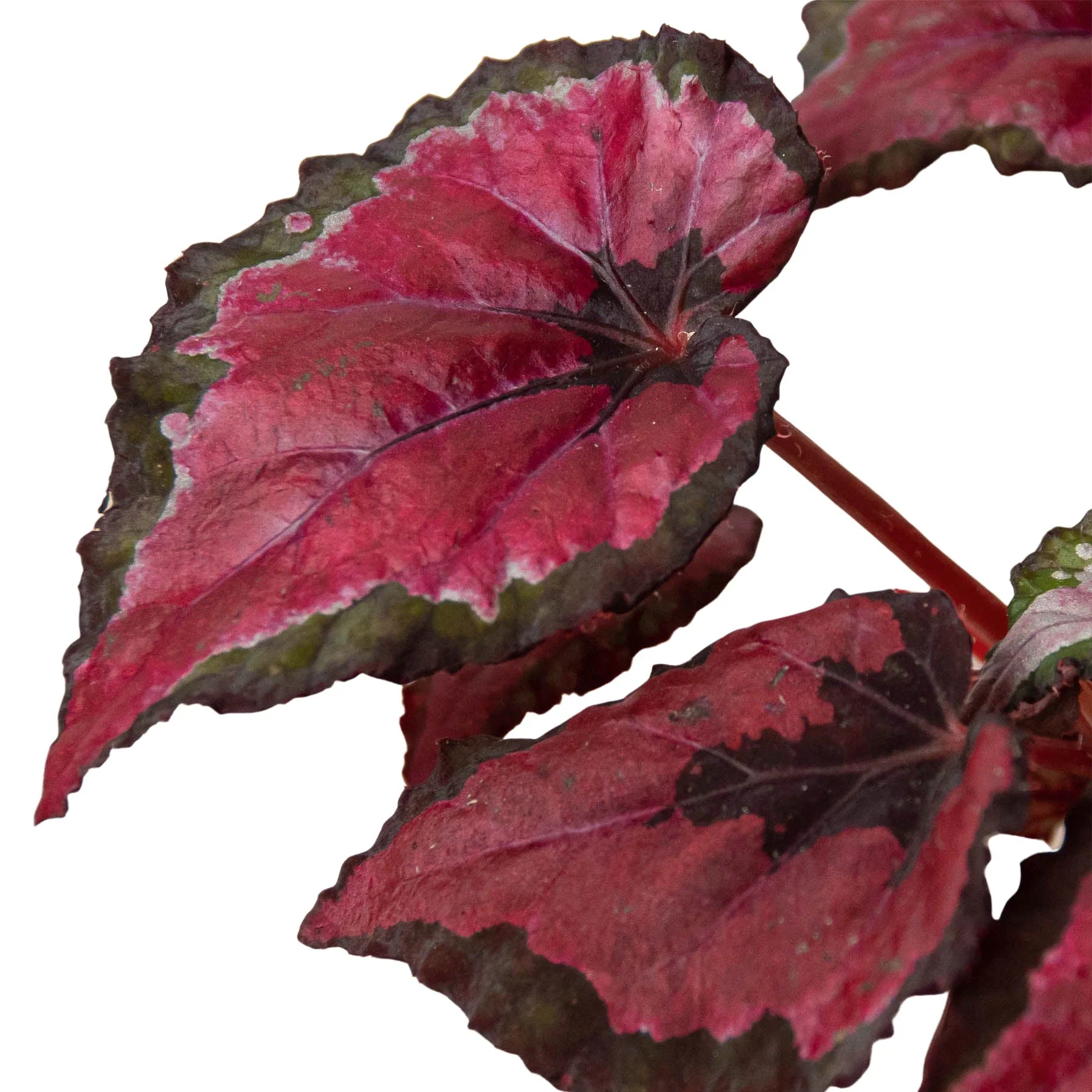 Begonia 'Rex' - 4 Pack Variety Indoor Plants 4" Pot Austin Jungle Co.