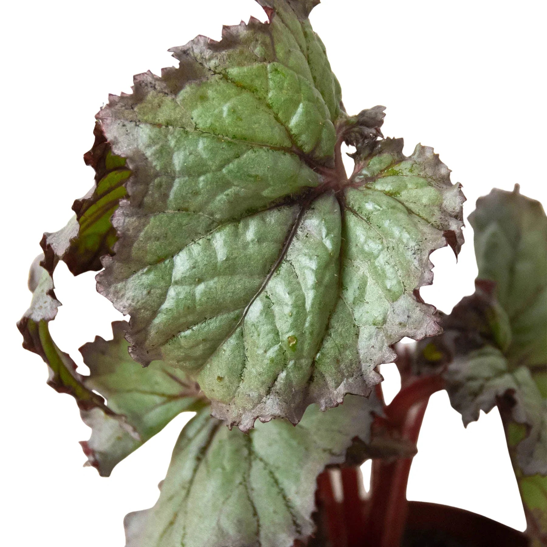 Begonia 'Rex' - 4 Pack Variety Indoor Plants 4" Pot Austin Jungle Co.