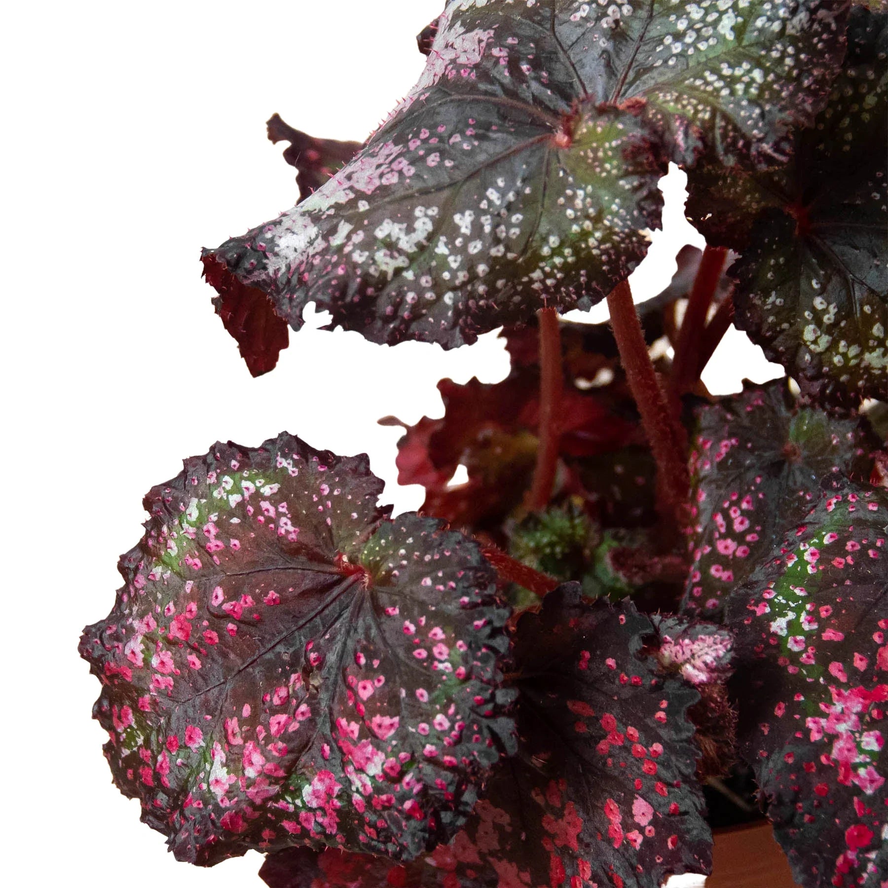 Begonia 'Rex' - 4 Pack Variety Indoor Plants 4" Pot Austin Jungle Co.