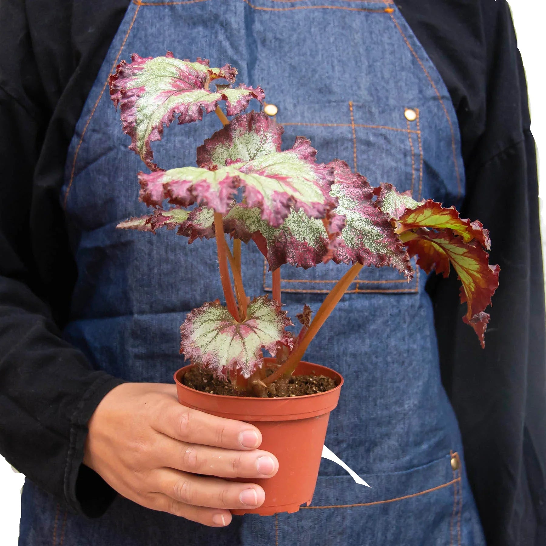 Begonia 'Rex' - 4 Pack Variety Indoor Plants 4" Pot Austin Jungle Co.
