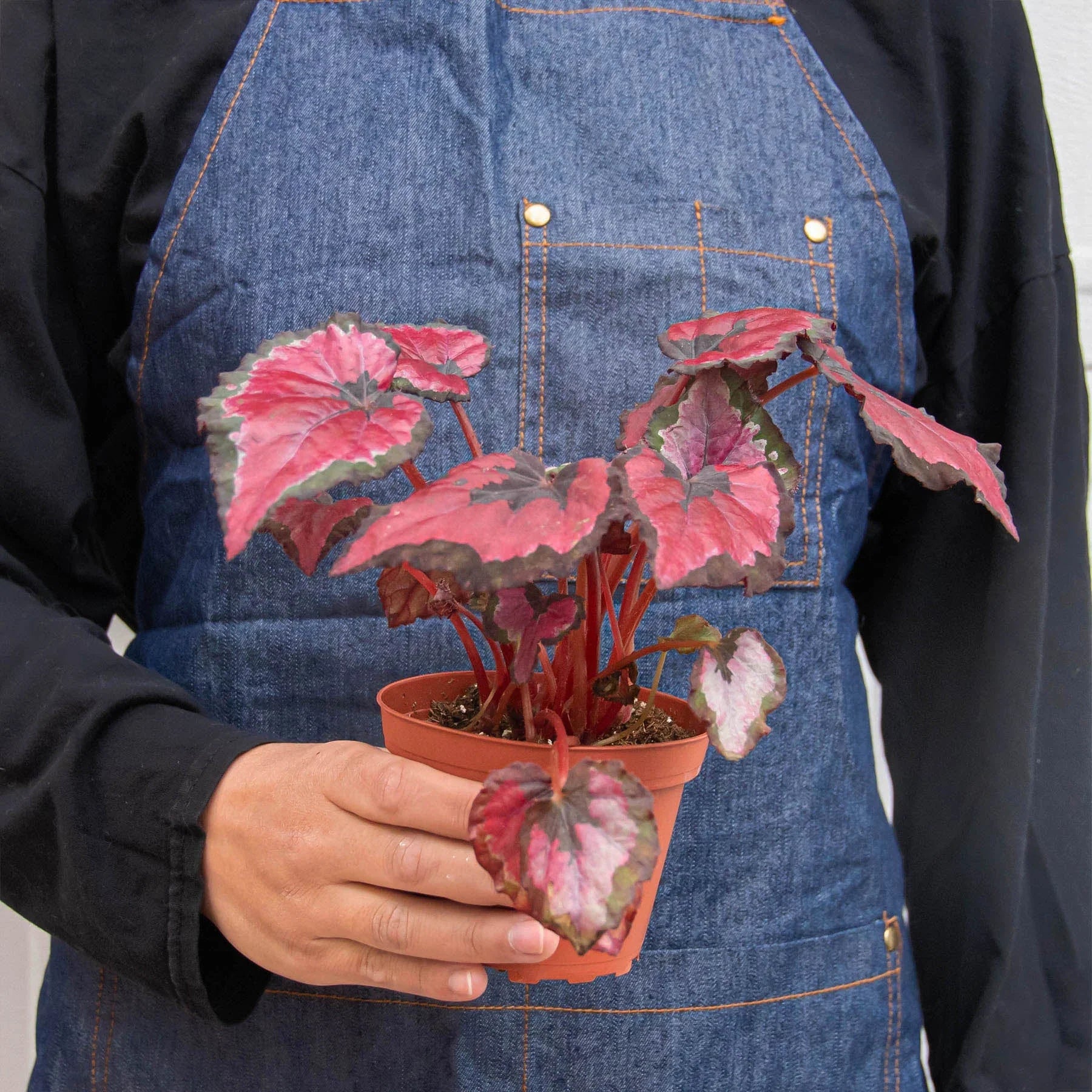 Begonia 'Rex' - 4 Pack Variety Indoor Plants 4" Pot Austin Jungle Co.