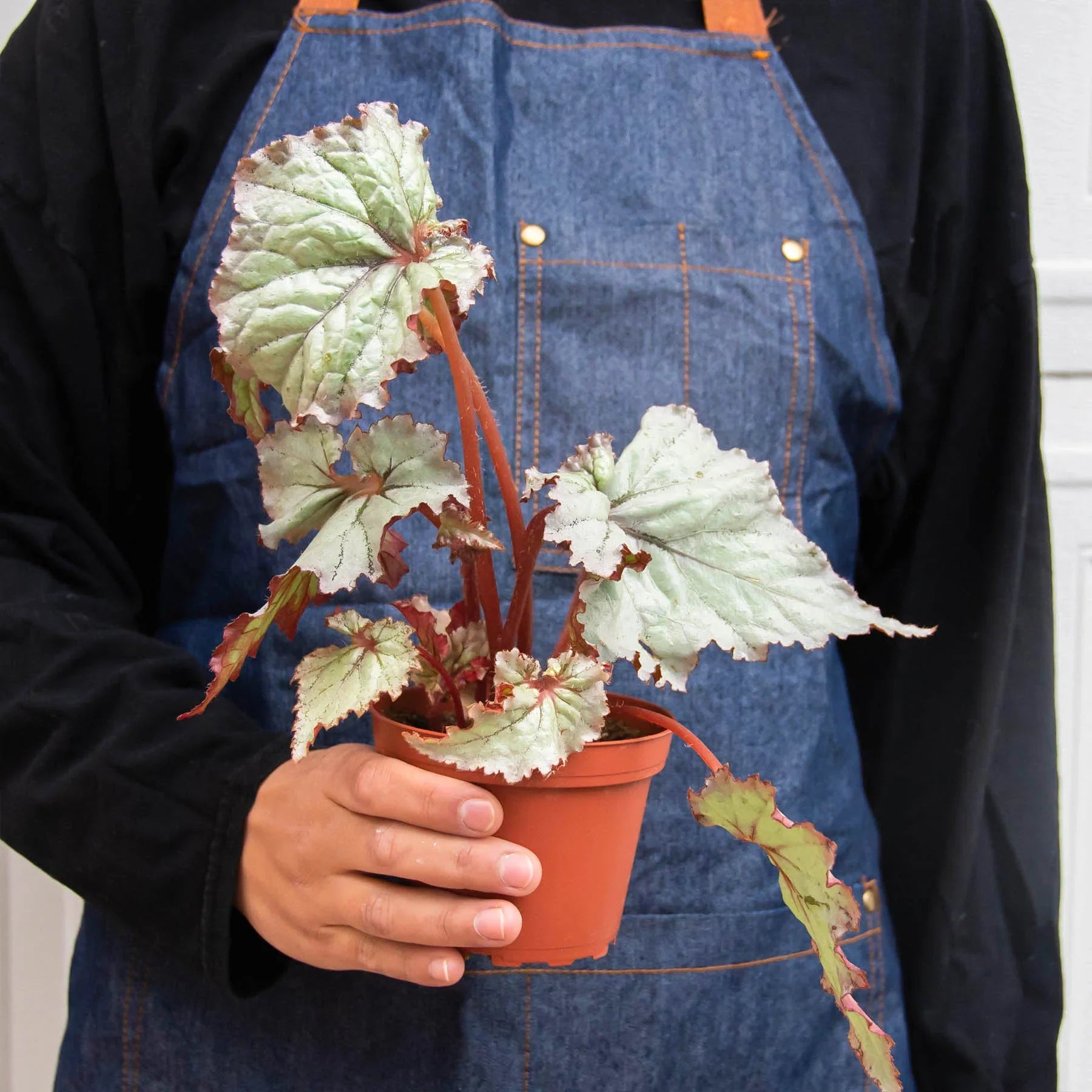 Begonia 'Rex' - 4 Pack Variety Indoor Plants 4" Pot Austin Jungle Co.