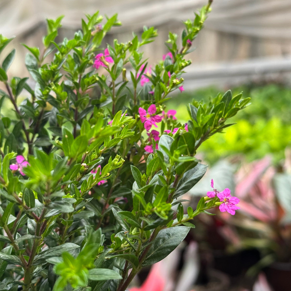 Cuphea Floriglory live plant, photo 3 - Austin Jungle Co.