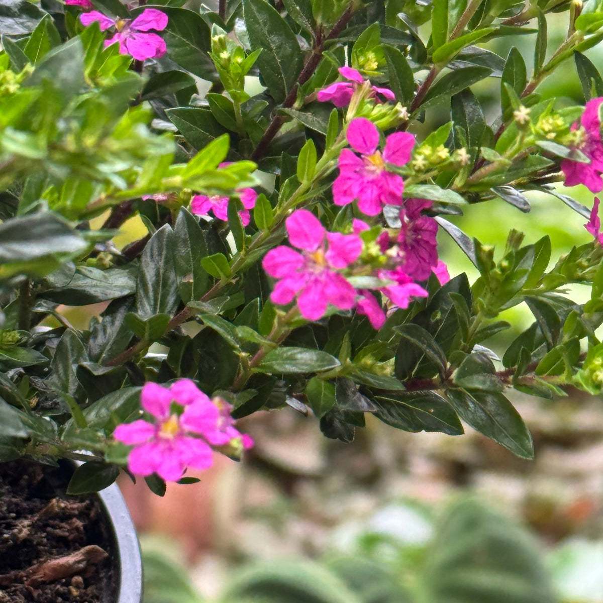 Cuphea Floriglory live plant, photo 5 - Austin Jungle Co.