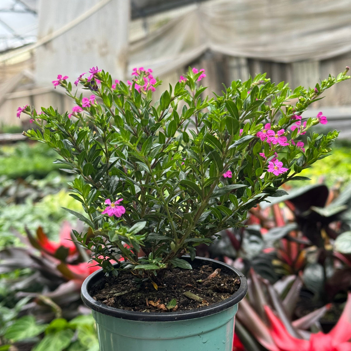 Cuphea Floriglory live plant, photo 14 - Austin Jungle Co.