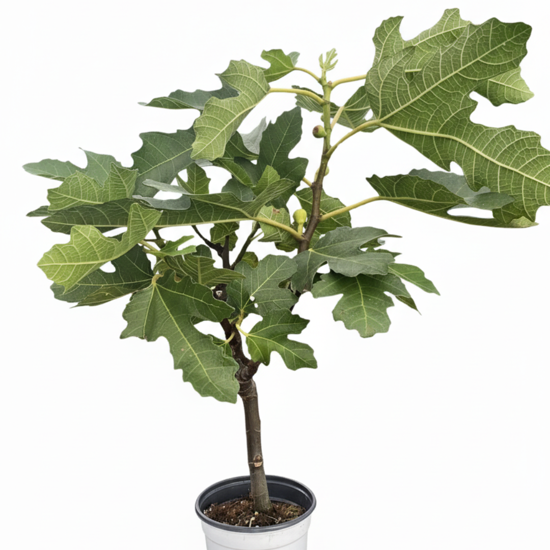 ED Fig Indoor Plants 4" Pot Austin Jungle Co.