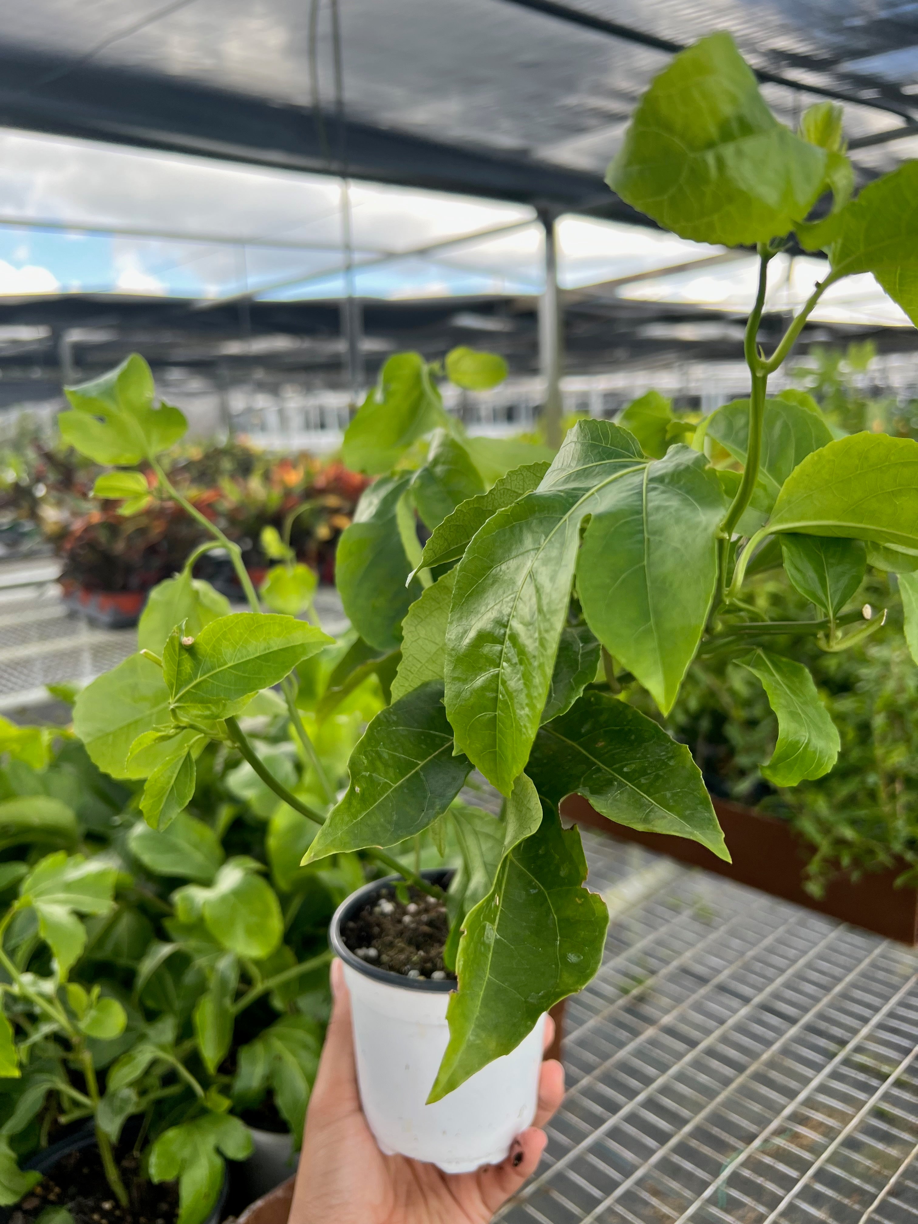 ED Passion Fruit Indoor Plants 4" Pot Austin Jungle Co.
