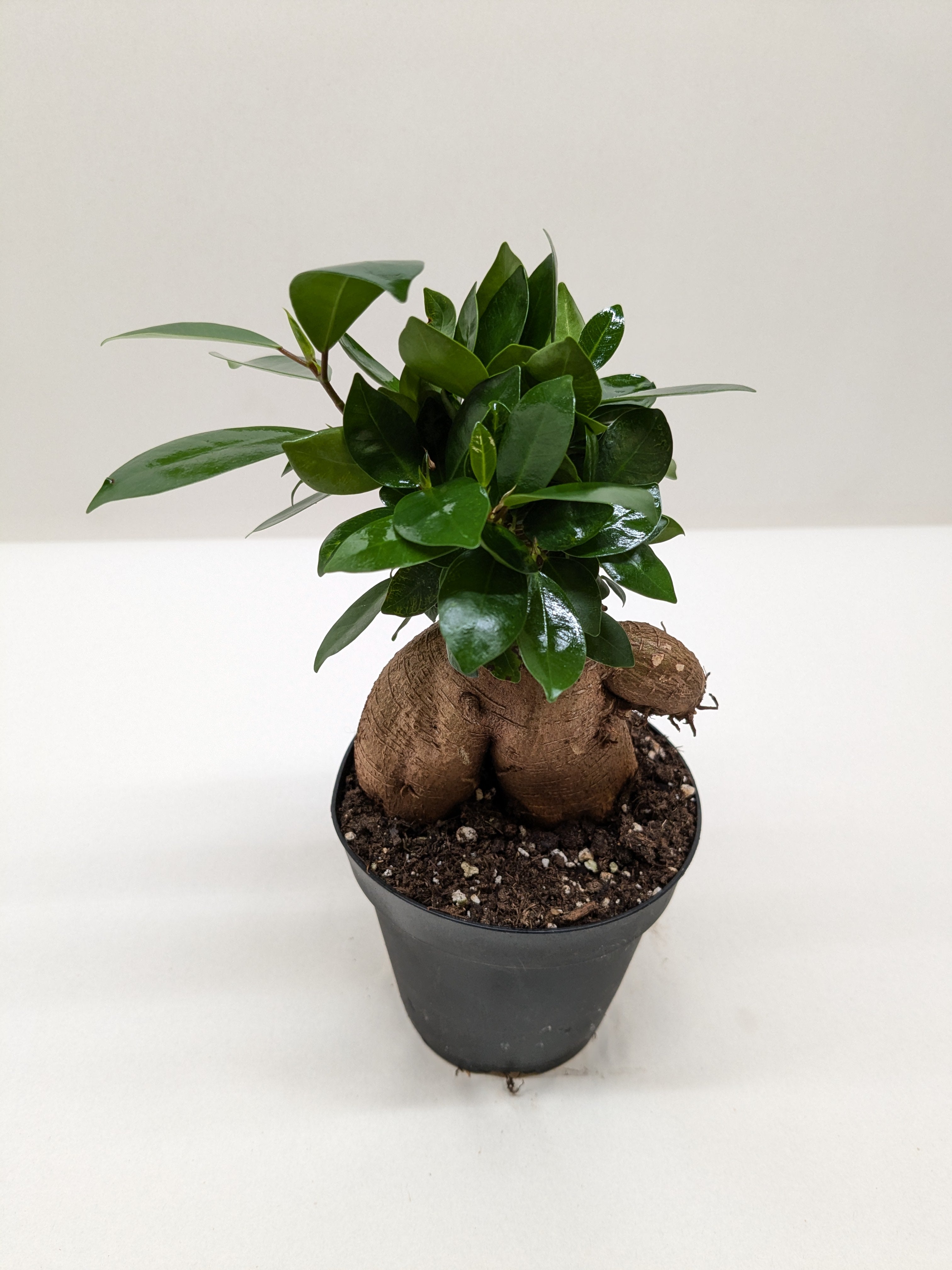 Ficus 'Ginseng'