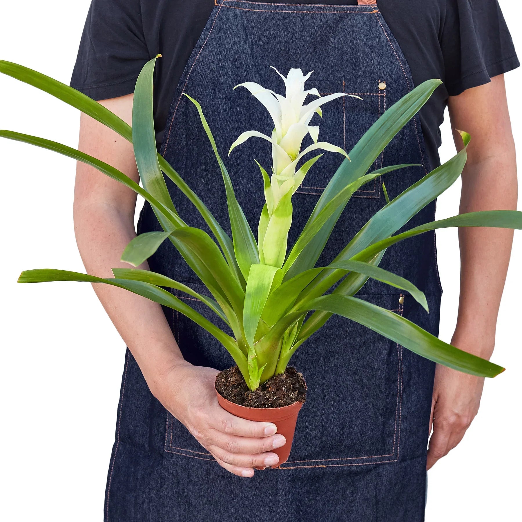 Bromeliad Guzmania 'White' Default 4" Pot Austin Jungle Co.