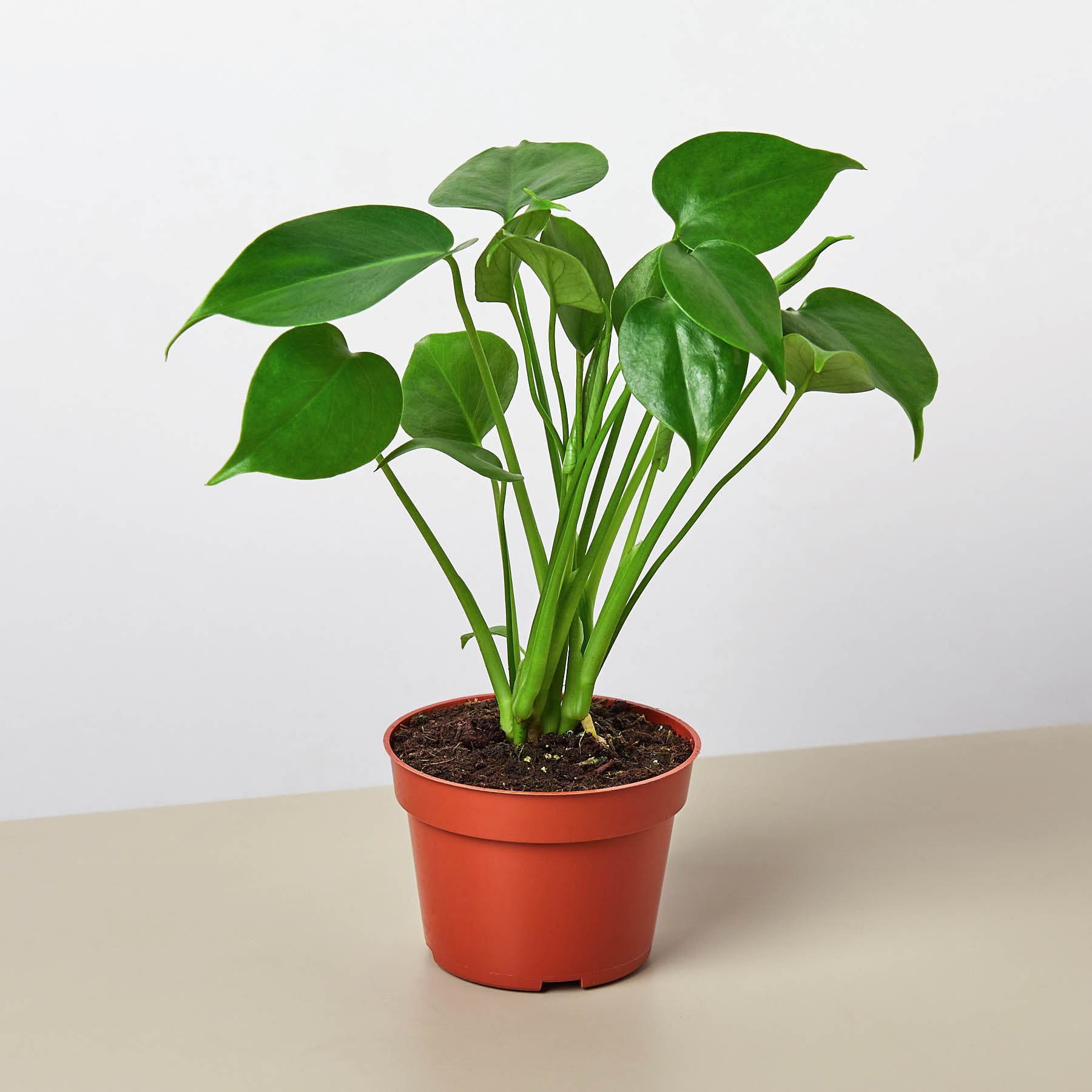 Monstera Bundle Bundle 4" Bundle Austin Jungle Co.