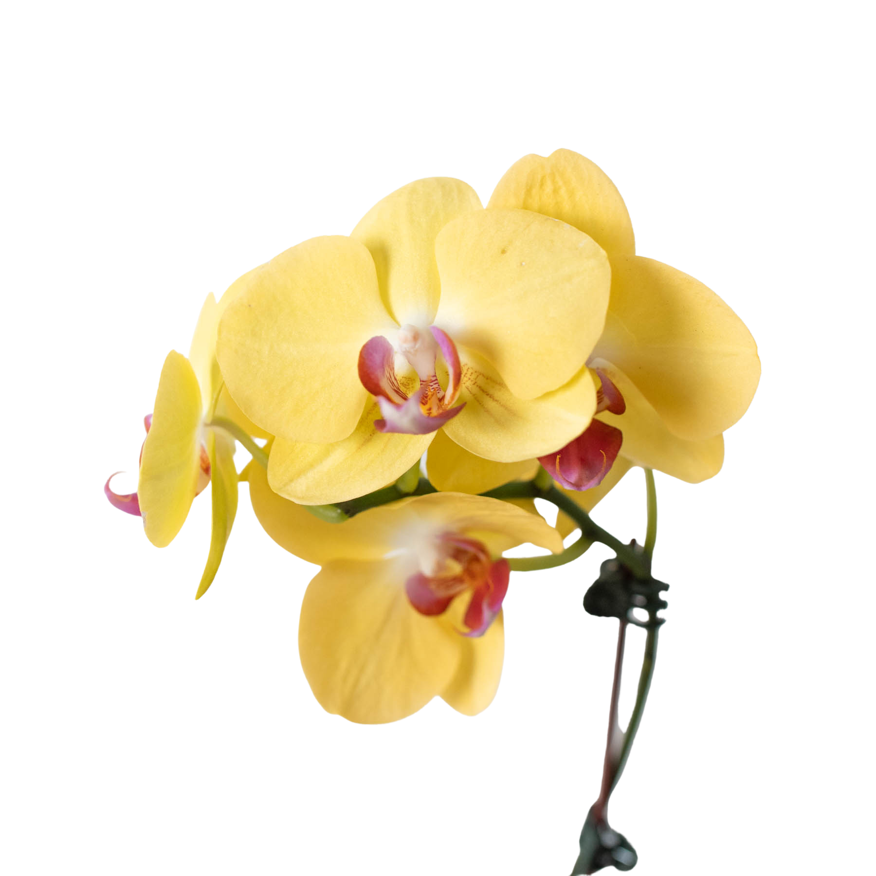 Orchid 'Yellow Phalaenopsis' - Austin Jungle Co.