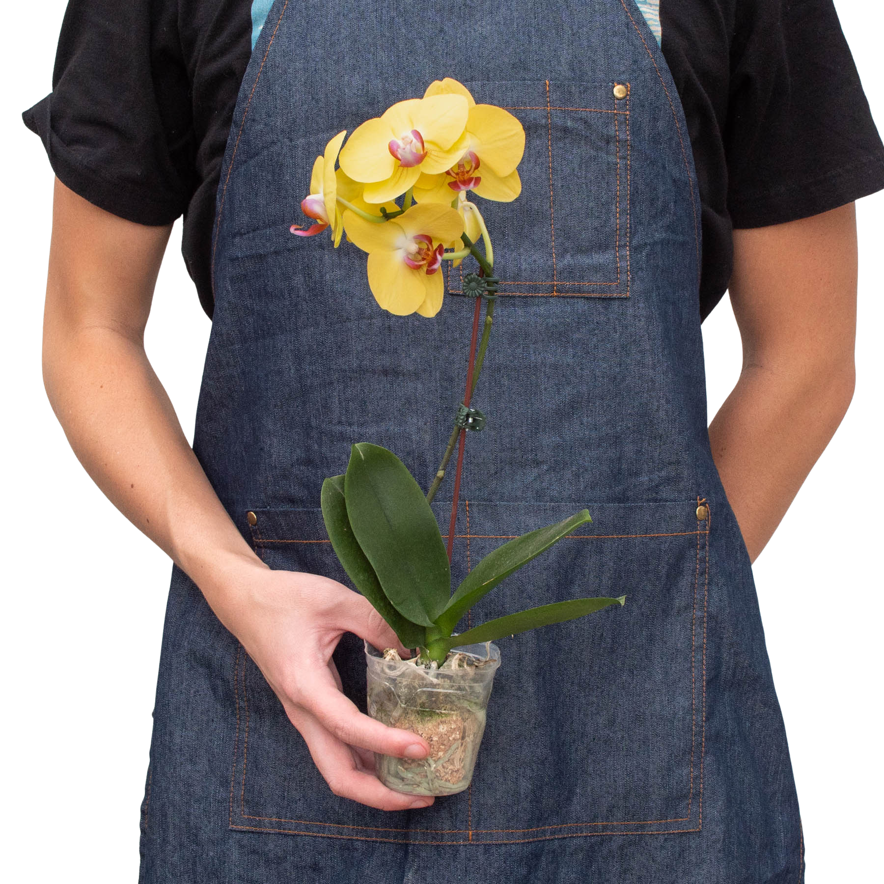 Orchid 'Yellow Phalaenopsis' - Austin Jungle Co.