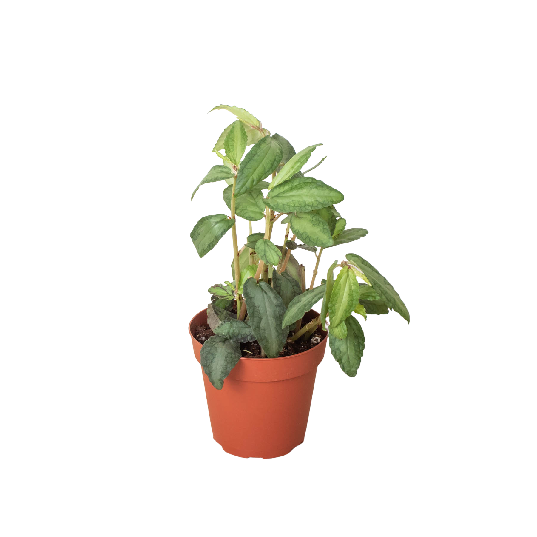 Pellionia Daveanna - 4" Pot 4" Pot Austin Jungle Co.