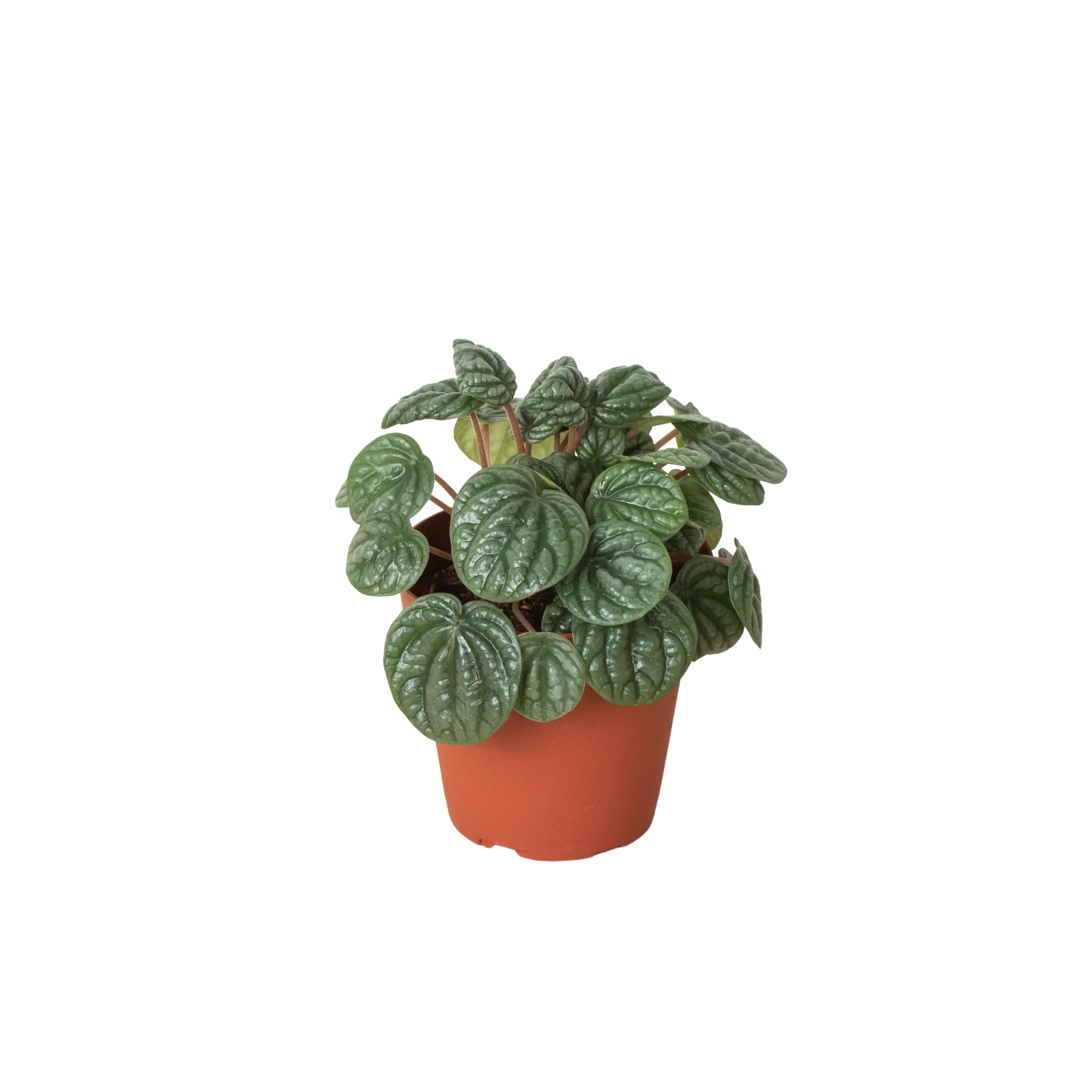 Peperomia 'Burbella' 4" Pot Austin Jungle Co.