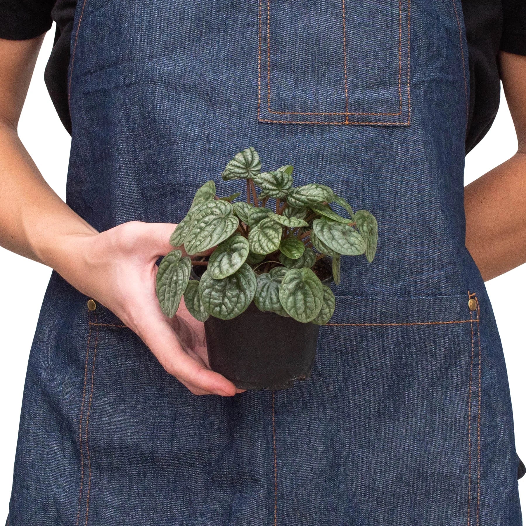 Peperomia 'Burbella' 4" Pot Austin Jungle Co.