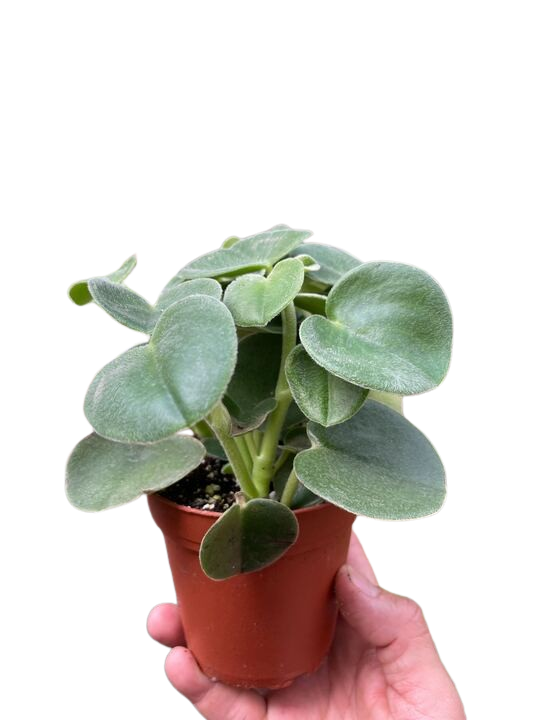 Peperomia 'Felted' Indoor Plants 4" Pot Austin Jungle Co.