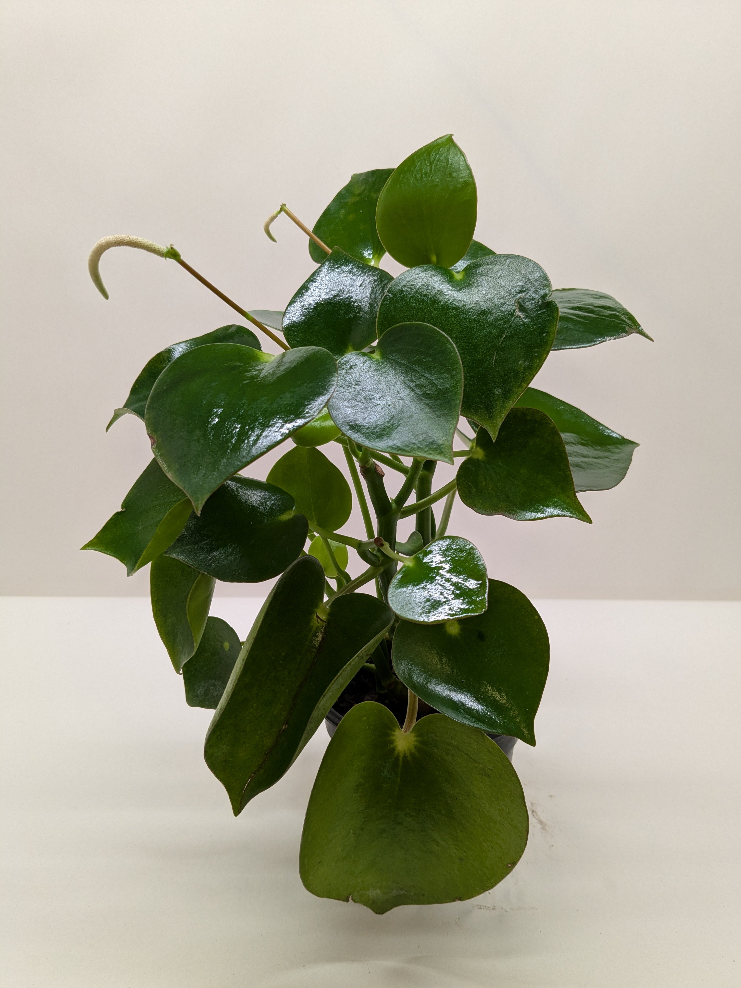 Peperomia 'Raindrop'