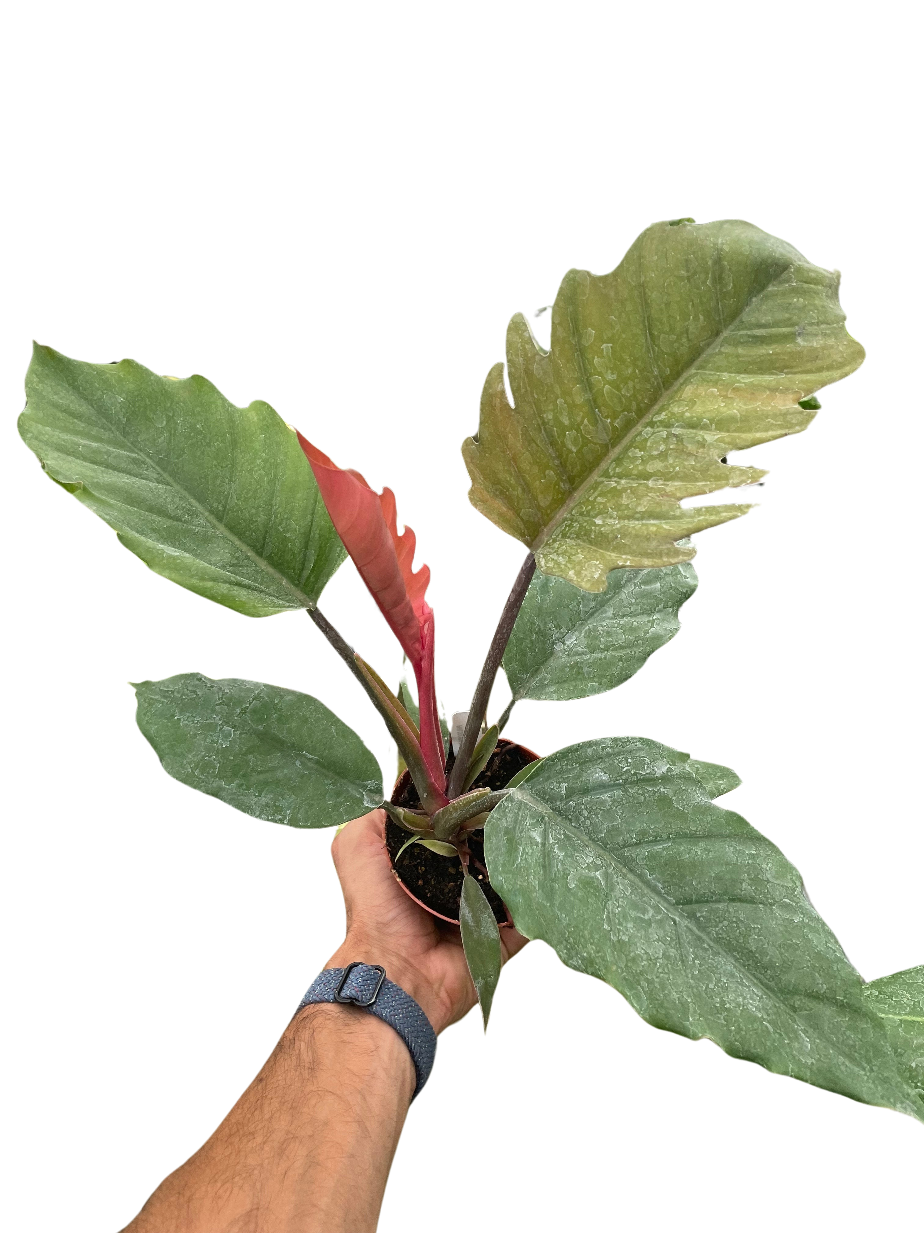 Philodendron Choco Empress