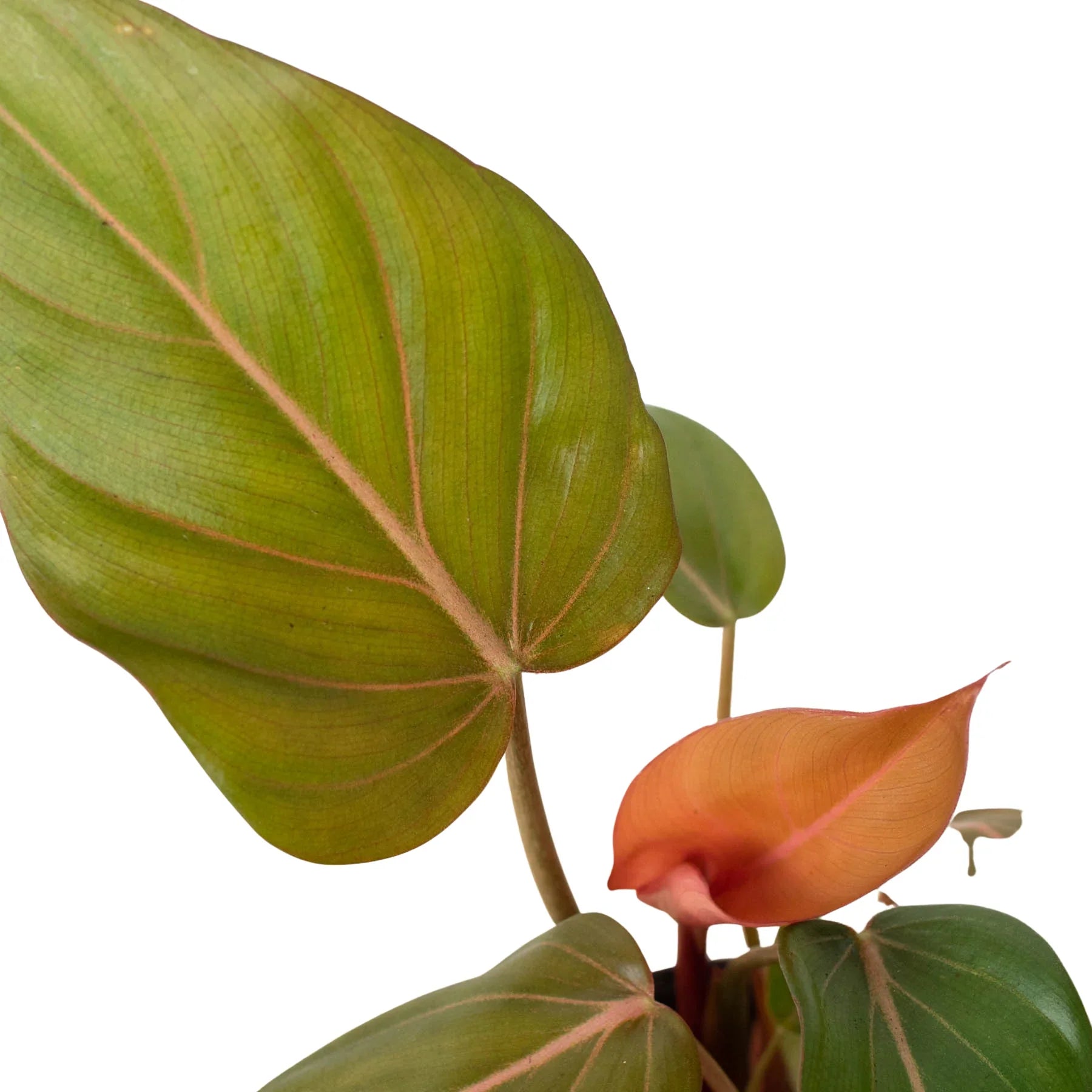Austin Jungle Co. 2" Pot Indoor Plants Philodendron 'Summer Glory'